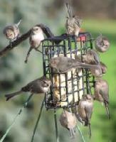 Bushtit