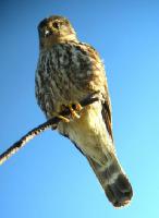 Merlin